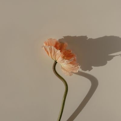 November Mood - Flower