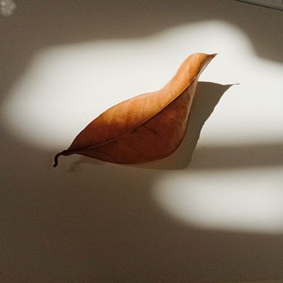 October Mood - Leaf