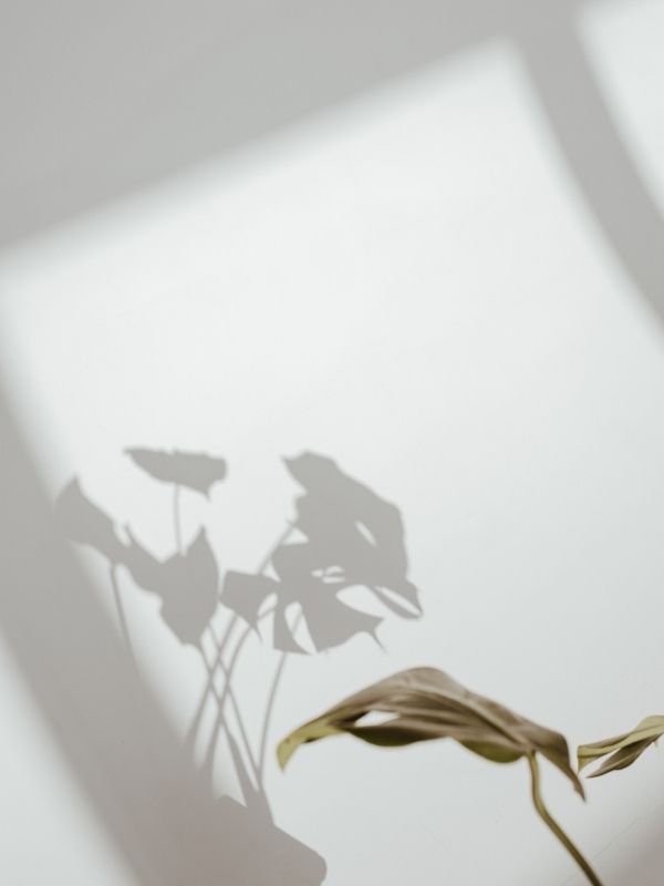 May Mood - Plant